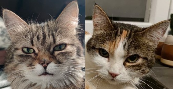 Kate et Pipa