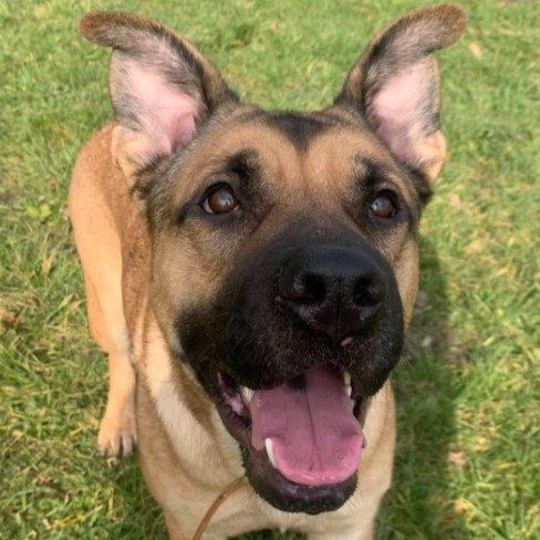 Nala