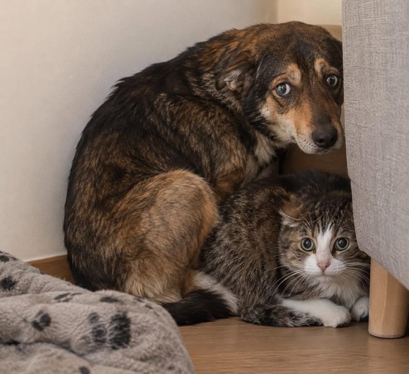 Un chien et un chat blottis l'un contre l'autre dans un coin, l'air craintif